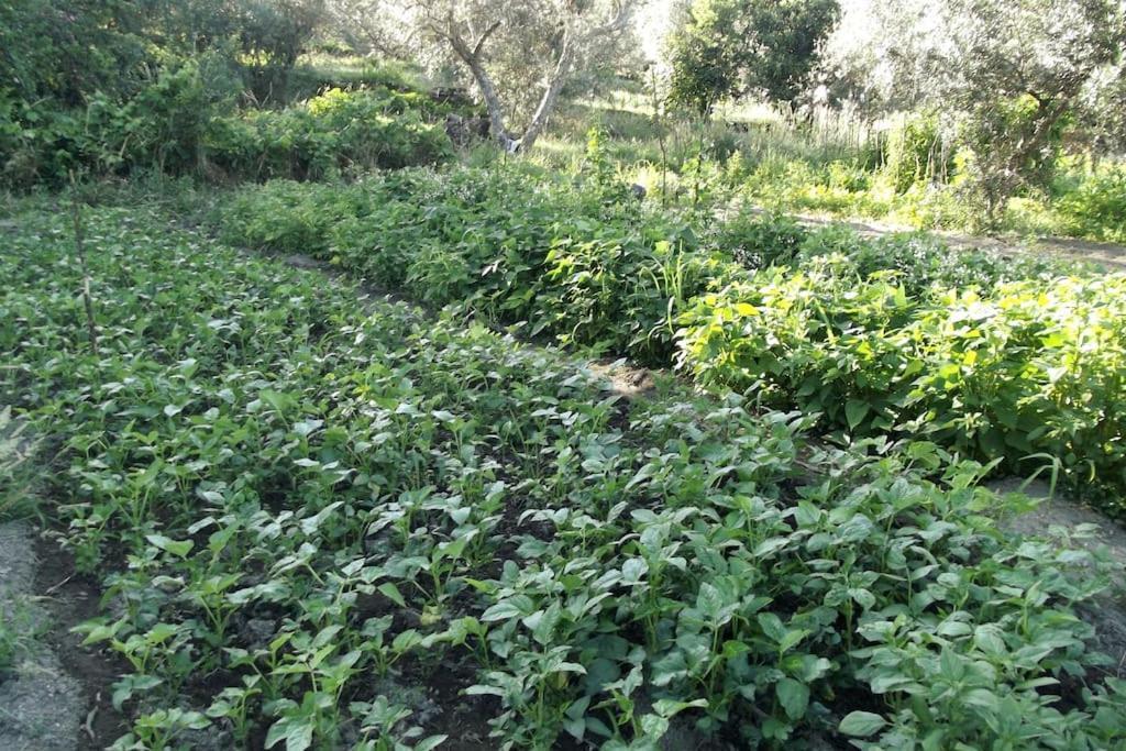 Appartamento Quinta Do Pina Guarda Esterno foto